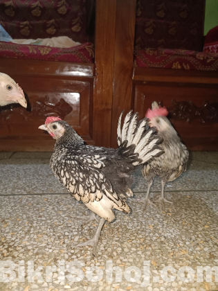 Fency murgi